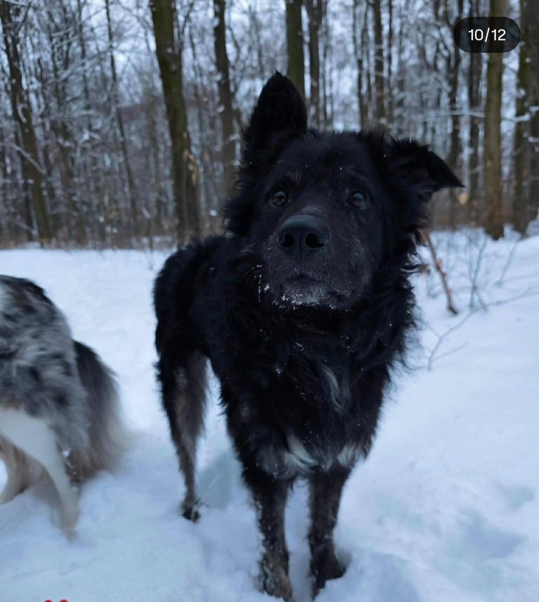 Cortesse Kroatischer Schäferhund Mischling – Hund Schäferhund-Mix sucht ein Zuhause in Neusitz