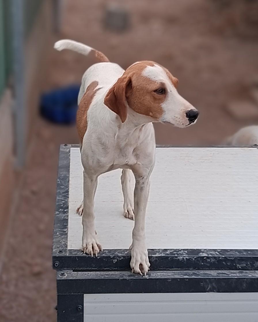 Siko Bracken Mischling – Hund Mischling sucht ein Zuhause in Shelter Kroatien