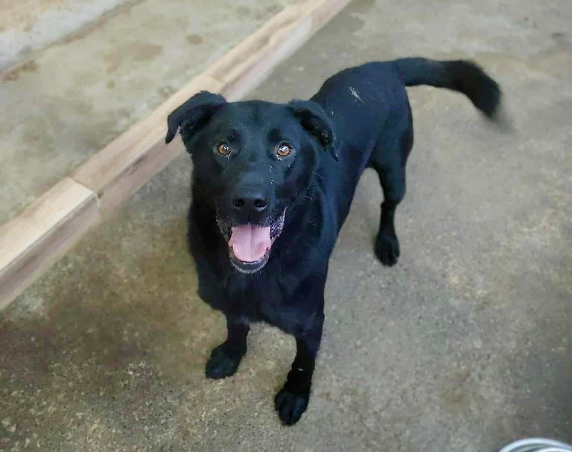 Smoky Mischling – Hund Mischling sucht ein Zuhause in Shelter Kroatien