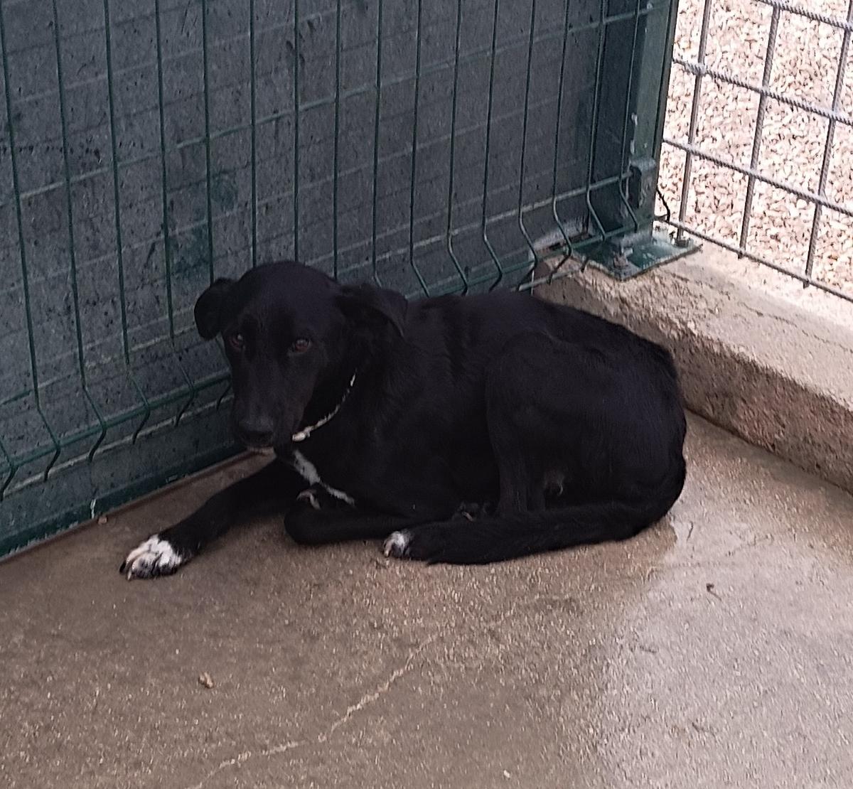 Neno Mischling – Hund Mischling sucht ein Zuhause in Shelter Kroatien