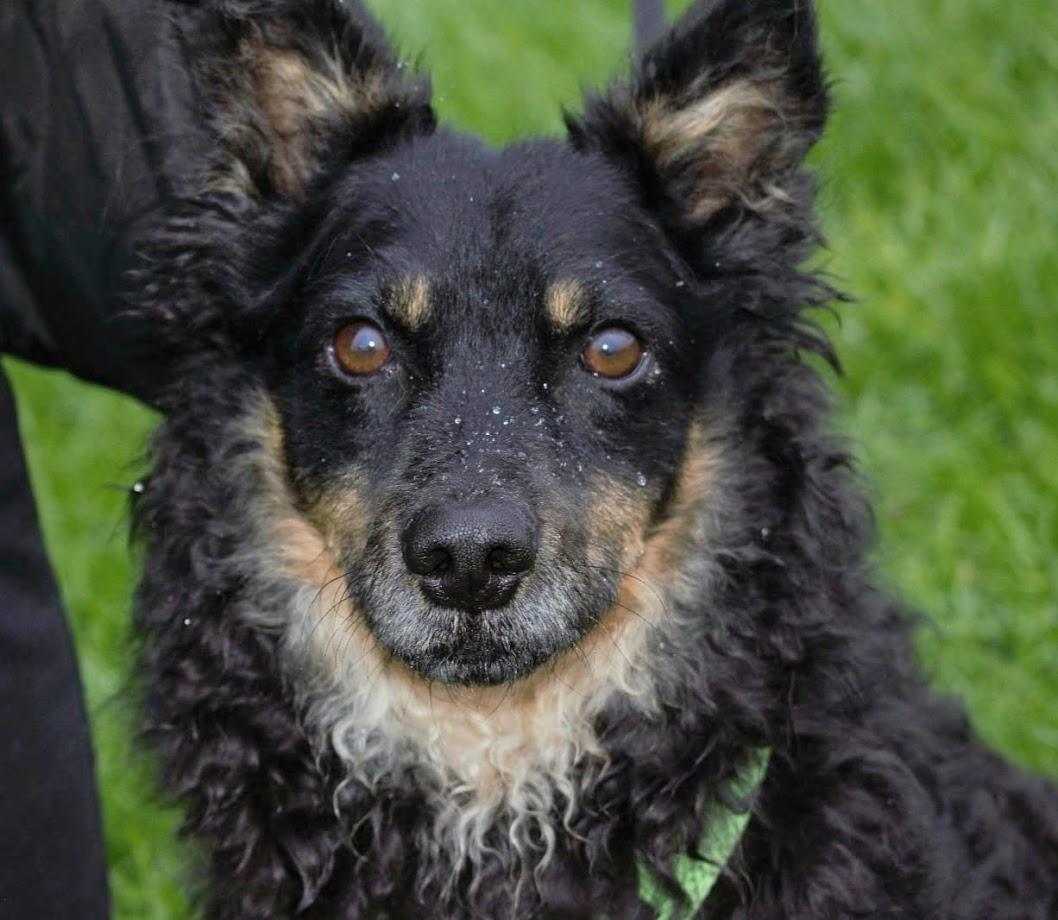 Dado kroatischer Schäferhund Mischling – Hund Schäferhund-Mix sucht ein Zuhause in Segnitz