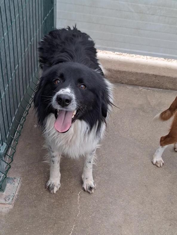 Muki Border Collie Mischling – Hund Border Collie sucht ein Zuhause in Shelter Kroatien