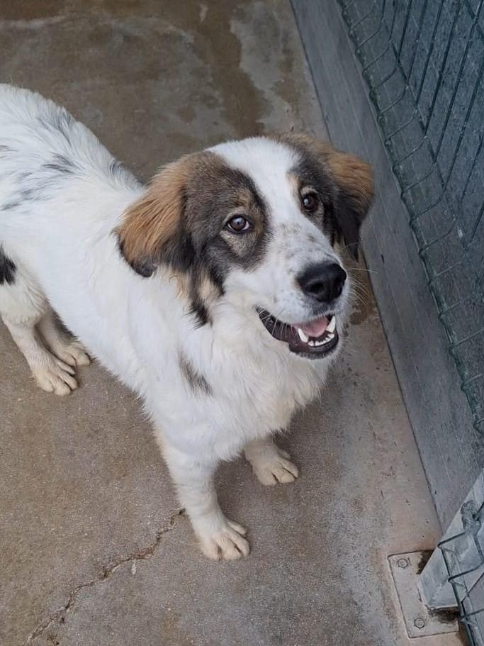 Po Tornjak Mischling – Hund Tornjak sucht ein Zuhause in Albstadt