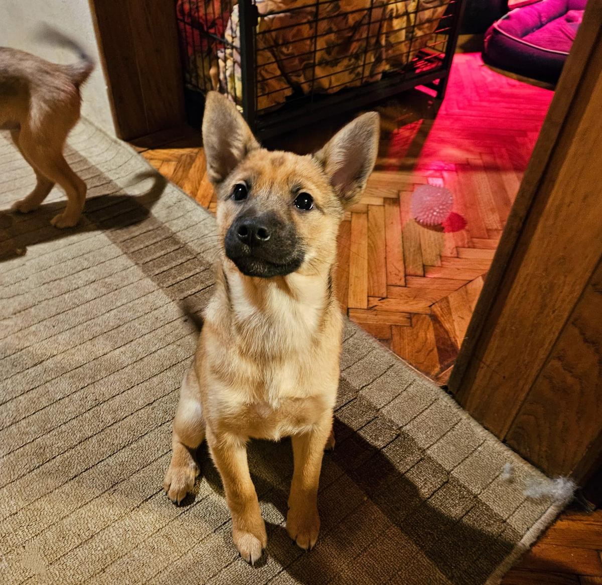 Oliver Mischling – Hund Mischling sucht ein Zuhause in Bodenburg