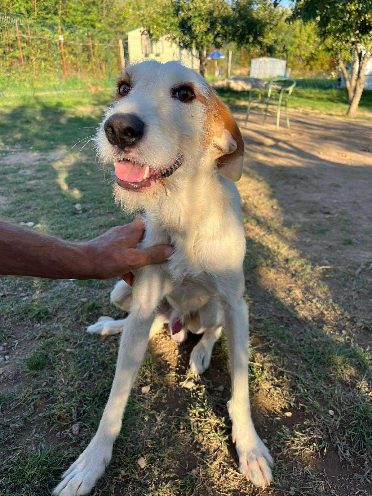Maki Terrier Bracke Mix – Hund Terrier-Mix sucht ein Zuhause in Shelter Kroatien
