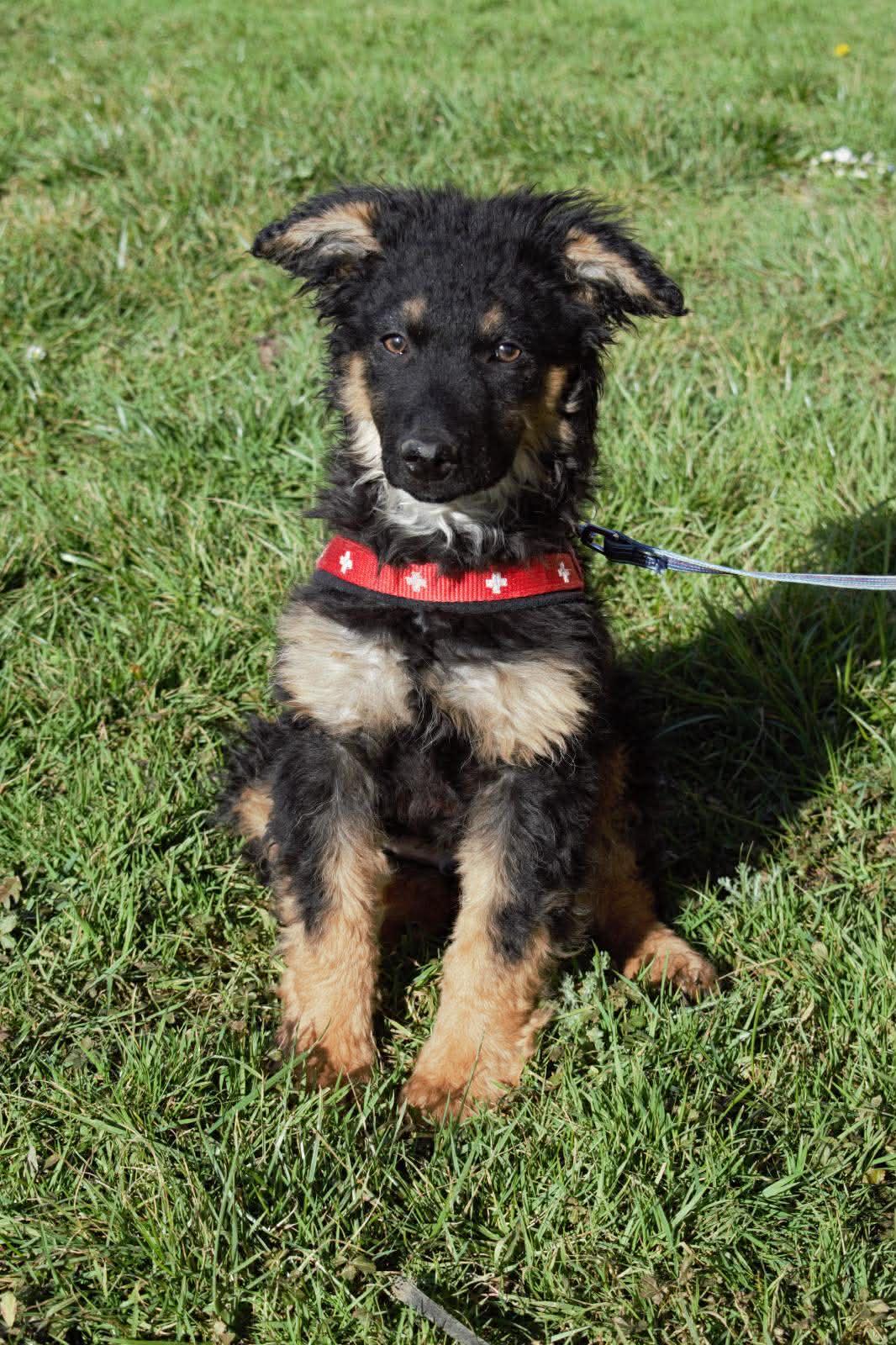 Vinko Mischling – Hund Mischling sucht ein Zuhause in Shelter Kroatien