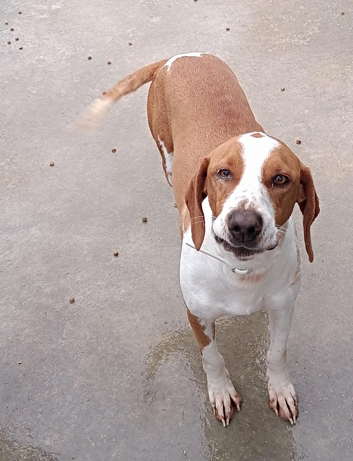 Tamagotchi Bracken Mischling – Hund Mischling sucht ein Zuhause in Shelter Kroatien