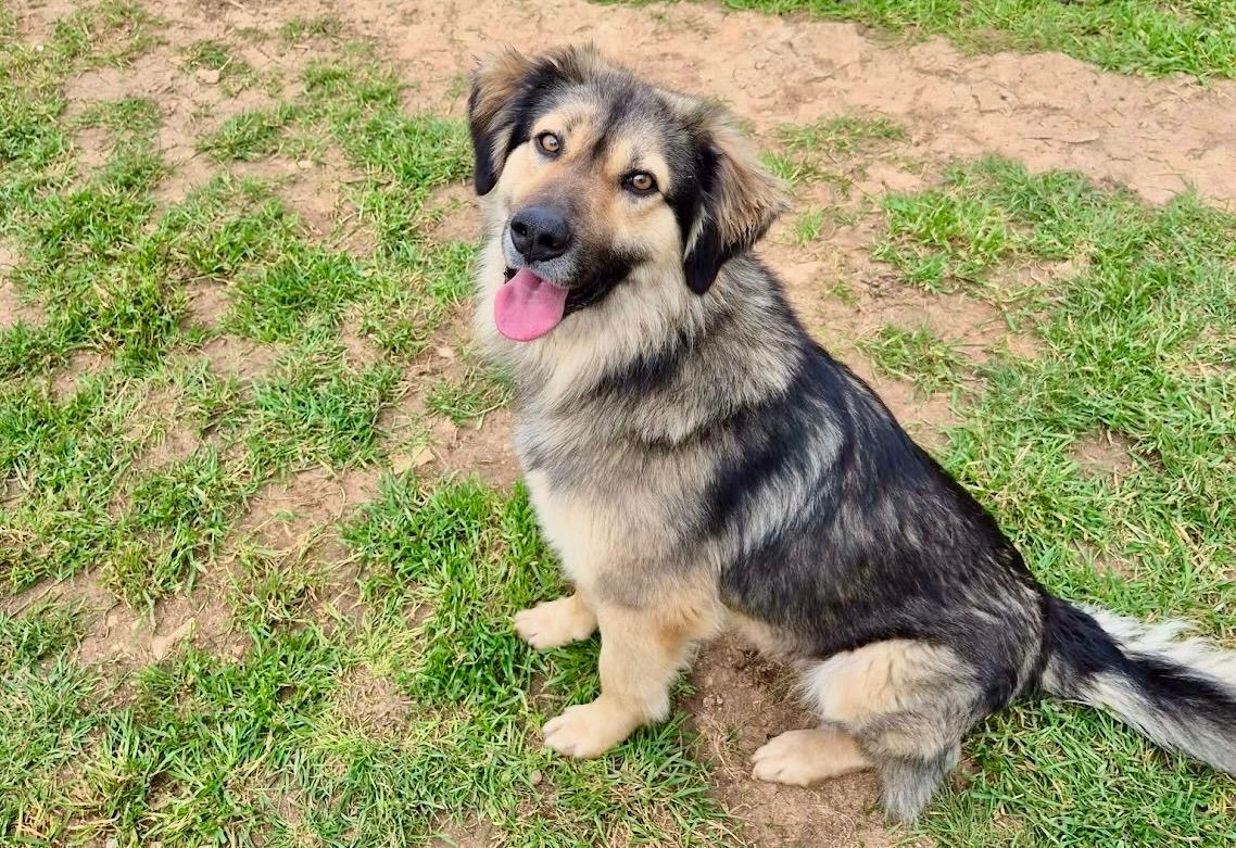 Logan Mischling – Hund Mischling sucht ein Zuhause in Shelter Kroatien