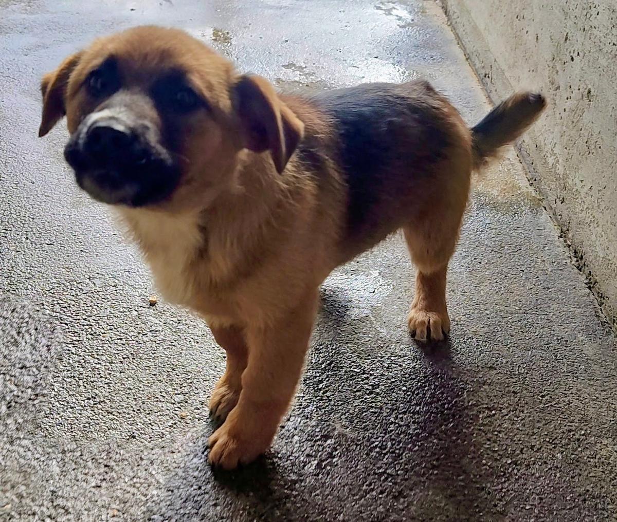 Werner Mischling – Hund Mischling sucht ein Zuhause in Shelter Kroatien