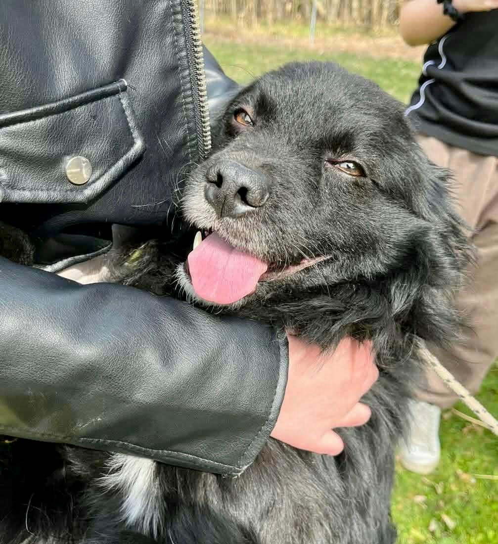 Simba Kroatischer Schäferhund Mischling – Hund Schäferhund-Mix sucht ein Zuhause in Shelter Kroatien