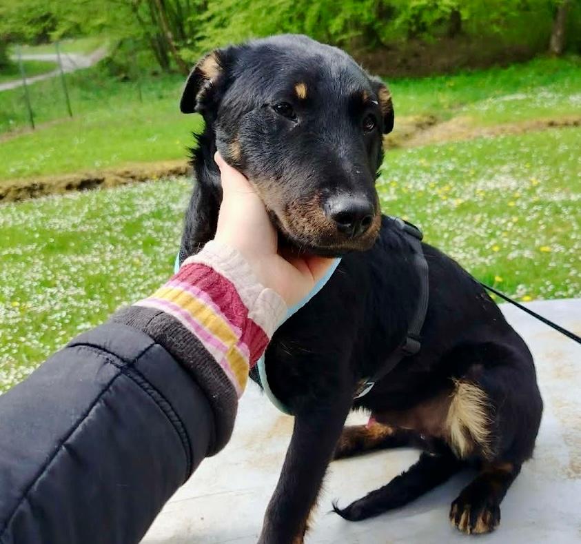 Elio Mischling – Hund Mischling sucht ein Zuhause in Shelter Kroatien