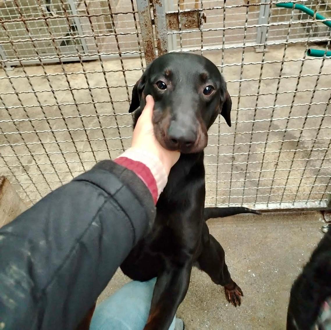 Nox Mischling – Hund Mischling sucht ein Zuhause in Shelter Kroatien