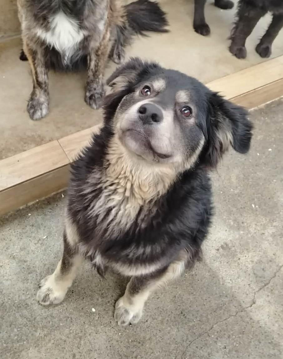 Ben Mischling – Hund Mischling sucht ein Zuhause in Shelter Kroatien