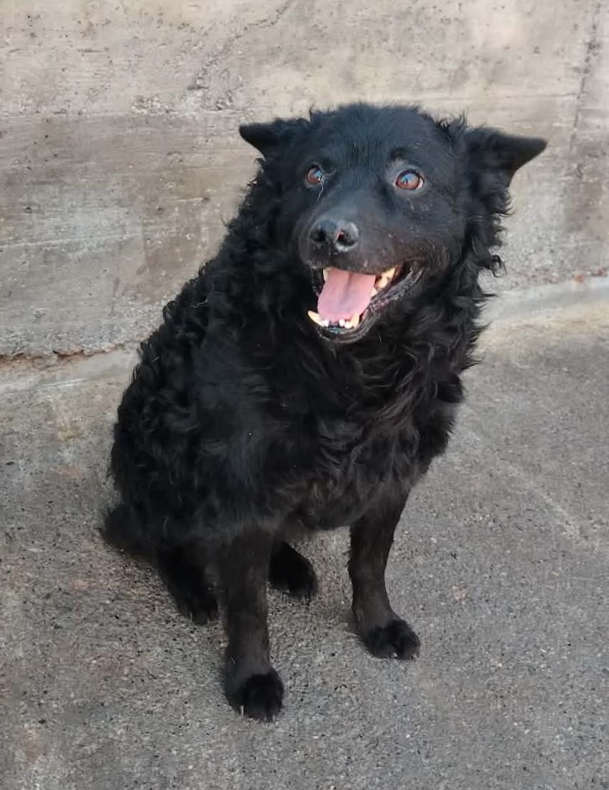 Finn kroatischer Schäferhund Mischling – Hund Schäferhund-Mix sucht ein Zuhause in Shelter Kroatien