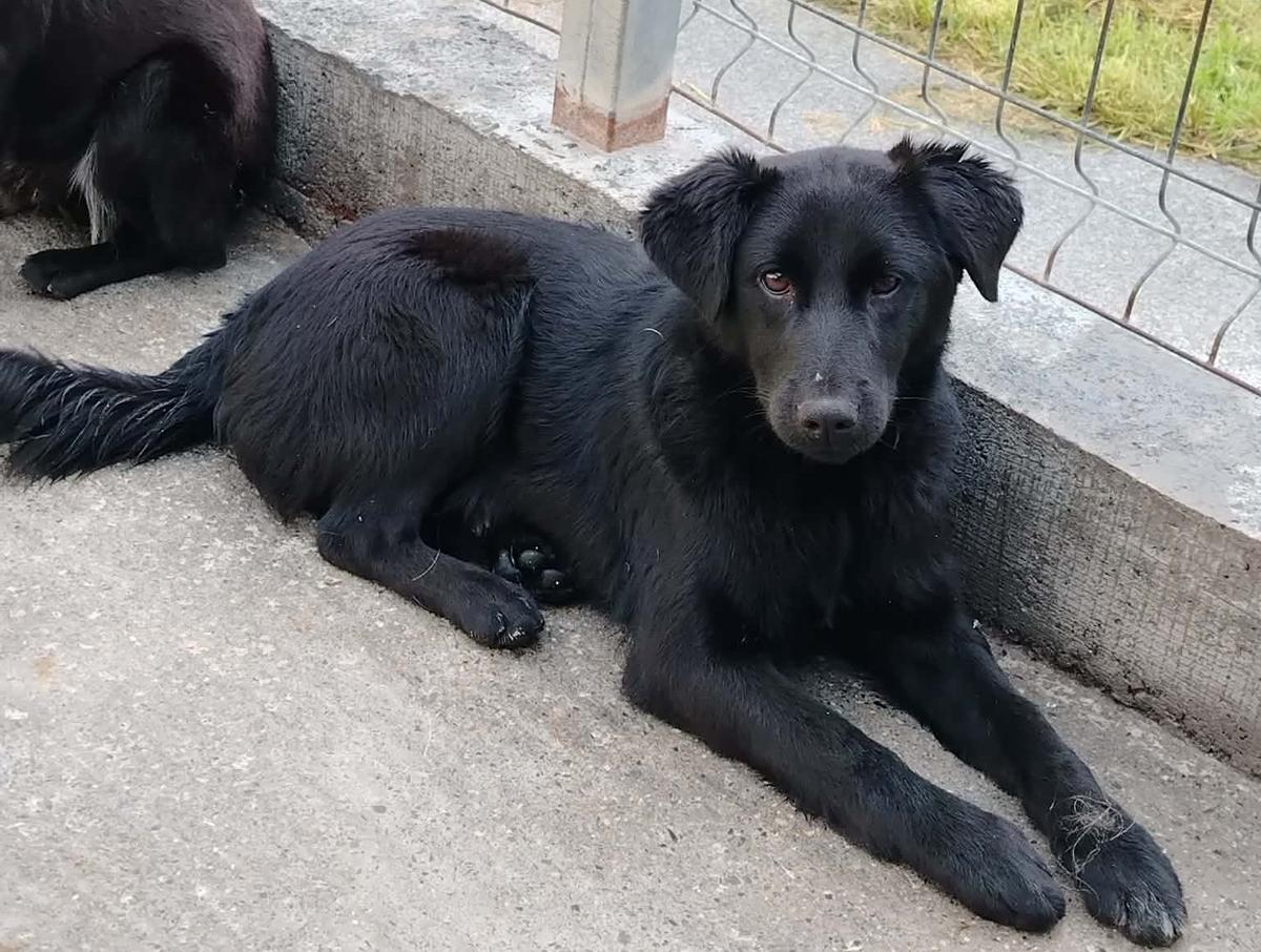 Ray Mischling – Hund Mischling sucht ein Zuhause in Shelter Kroatien