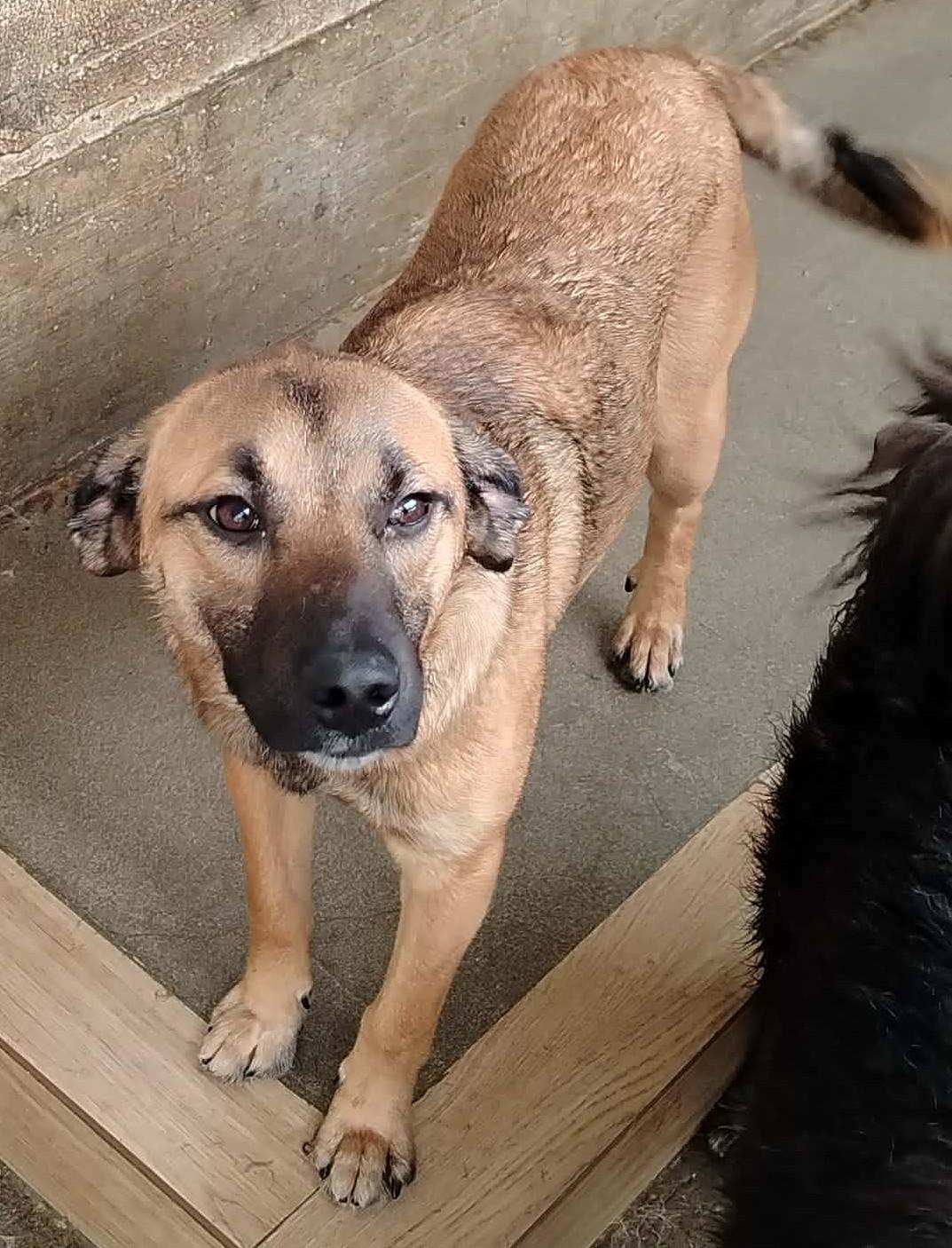 Rocky Mischling – Hund Mischling sucht ein Zuhause in Shelter Kroatien