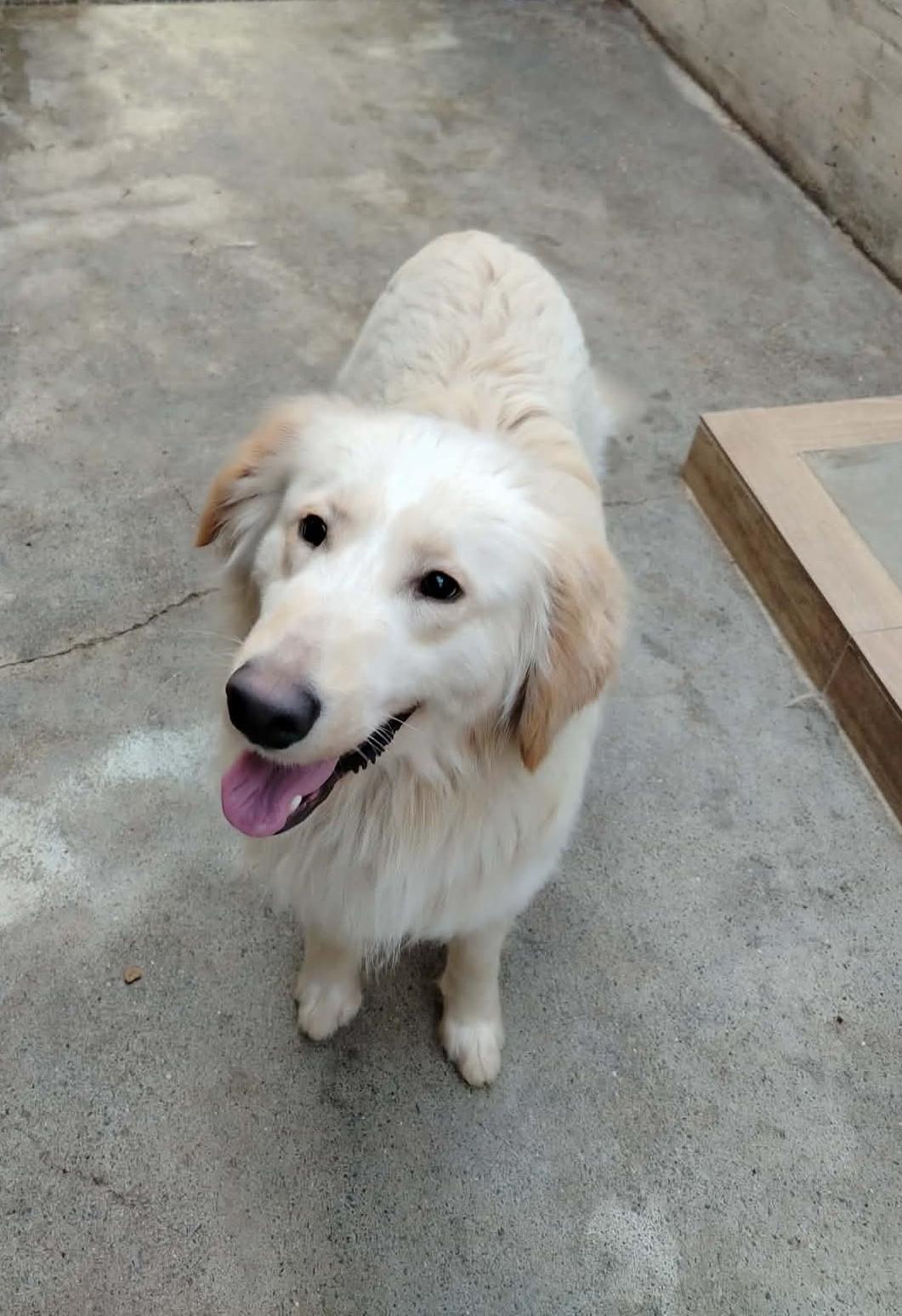 Elmo Mischling – Hund Mischling sucht ein Zuhause in Shelter Kroatien