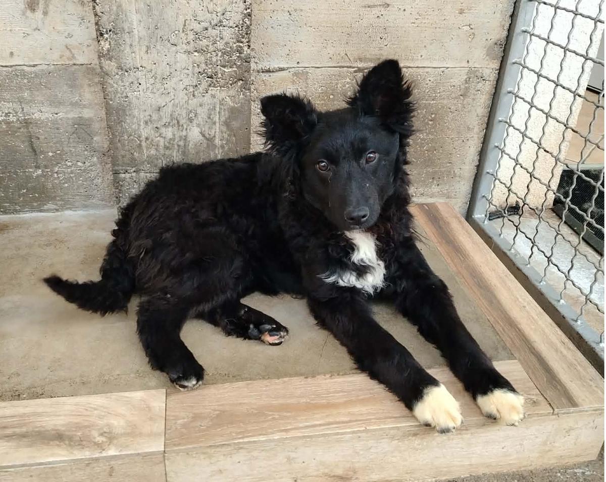 Franjo Mischling – Hund Mischling sucht ein Zuhause in Shelter Kroatien