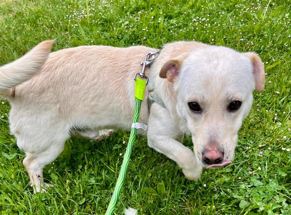 Kalle Mischling – Hund Mischling sucht ein Zuhause in Gremsdorf