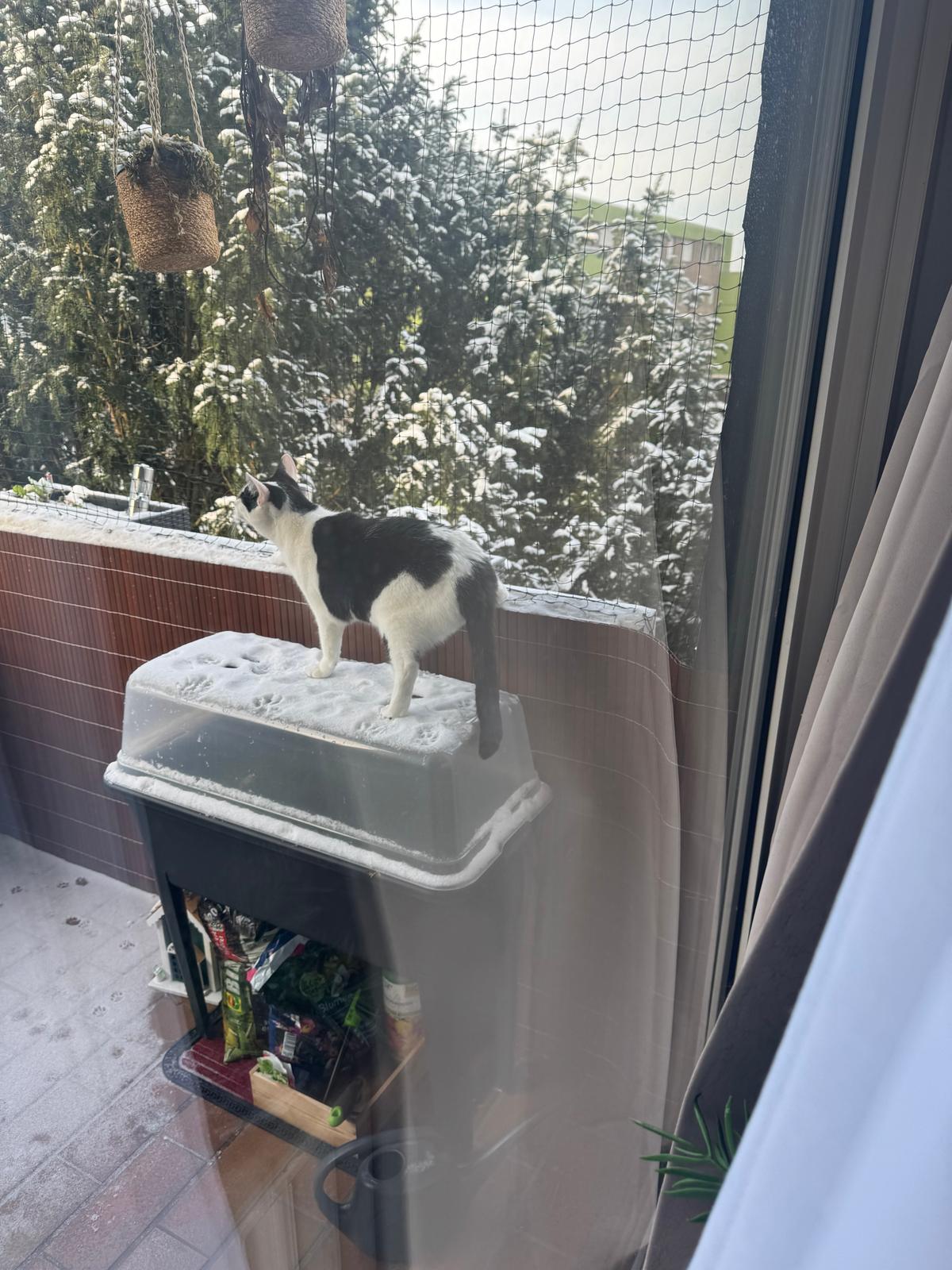 Zwei liebevolle Katzen Suchen ein neues Zuhause  – Katze Hauskatze (Mischling) sucht ein Zuhause in Jülich