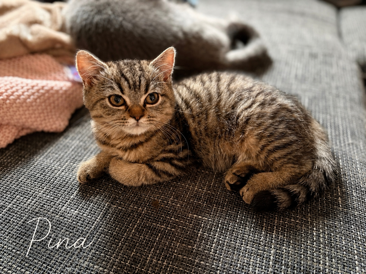 AB SOFORT ABZUGEBEN – Pina & Hazel, zwei bezaubernde BKH-Mädchen suchen ihr Zuhause – Katze Britisch Kurzhaar sucht ein Zuhause in Helbra 