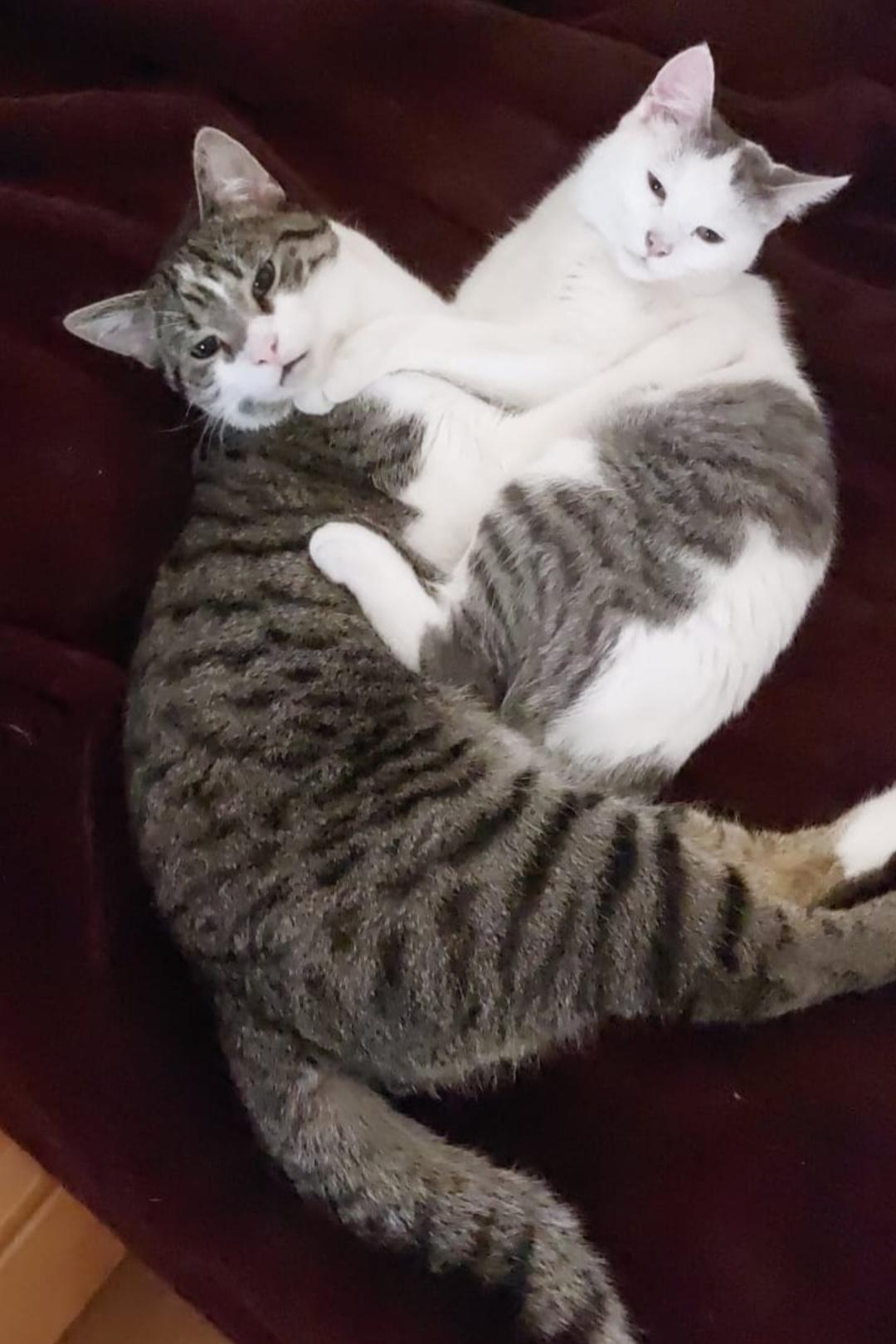 Katzen zum adoptieren ( weiblich und männlich 2 zusammen )  – Katze Europäisch Kurzhaar sucht ein Zuhause in Berlin
