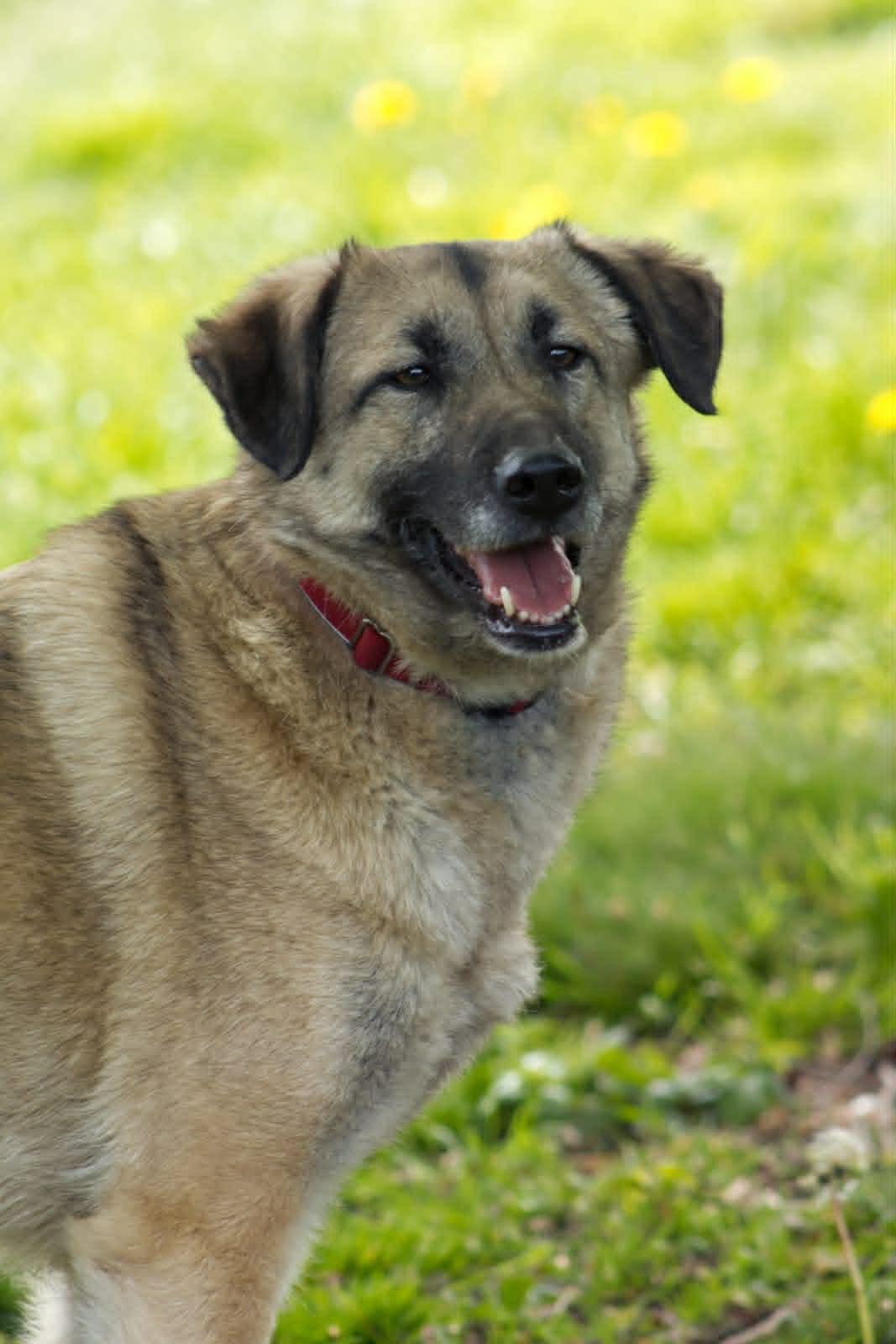 Sanfte, feinfühlige RUBY sucht........ – Hund Mischling sucht ein Zuhause in Hausbay
