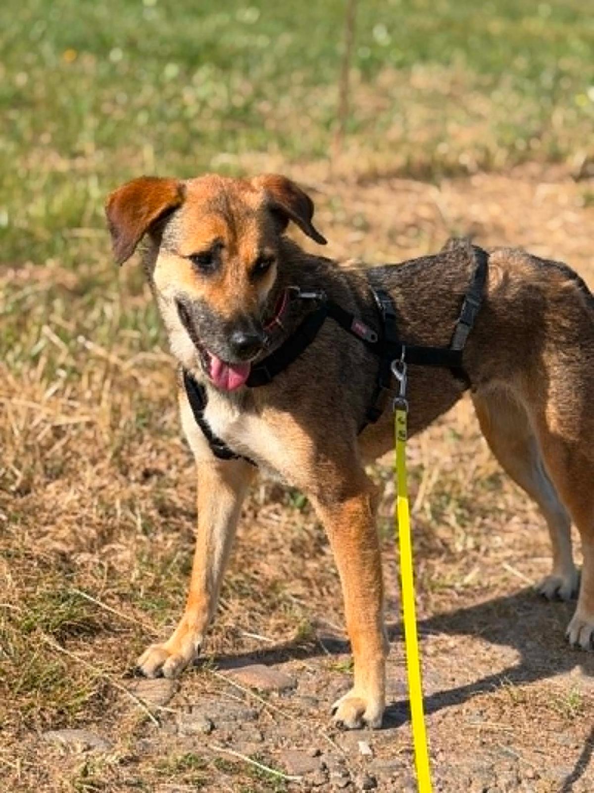 KIARA, mit der sanften Seele...... – Hund Mischling sucht ein Zuhause in Heuweiler