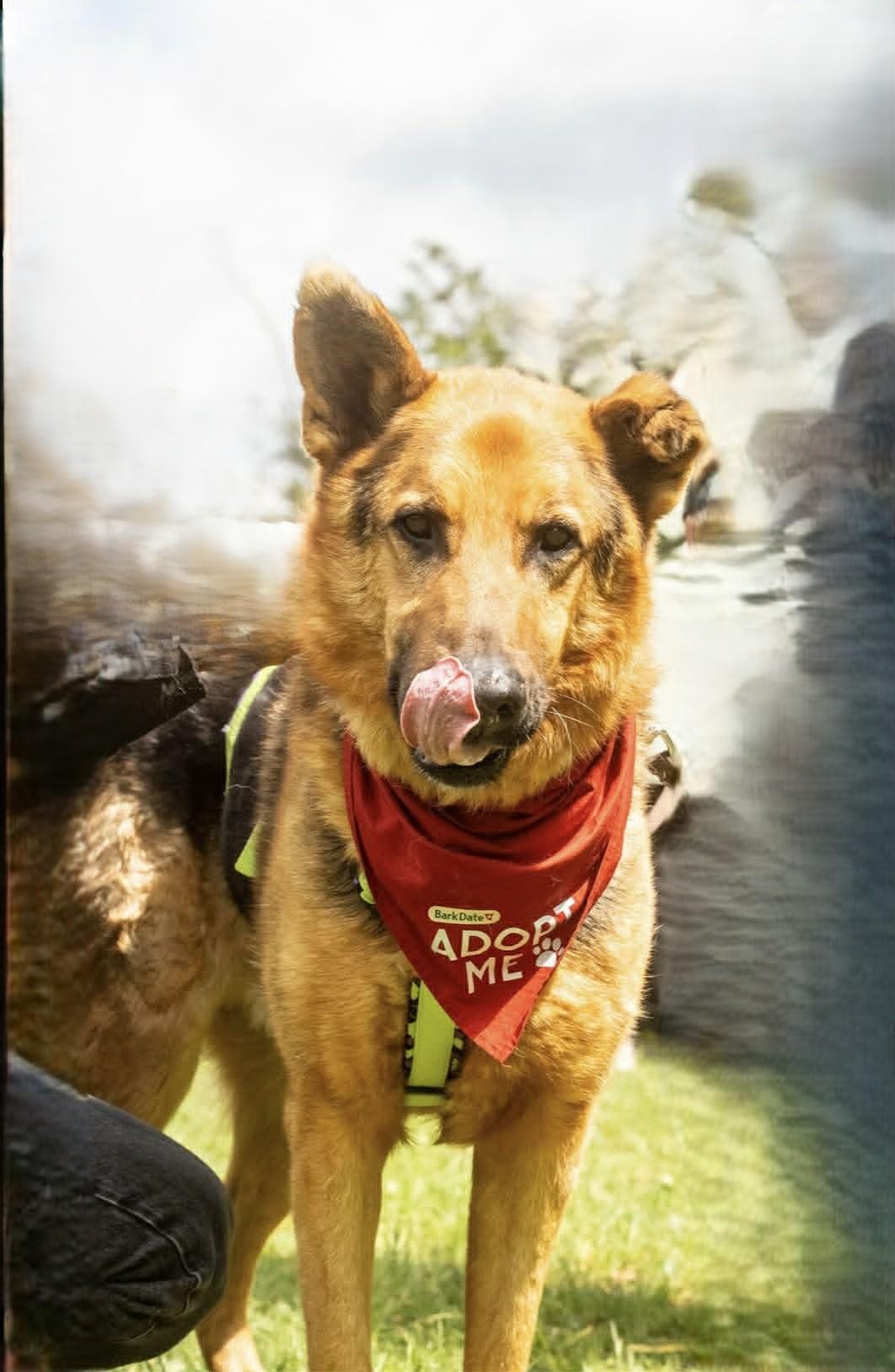 Wunderbarer, sensibler Apollo sucht........ – Hund Mischling sucht ein Zuhause in     Rheinland-Pfalz Hagenbach