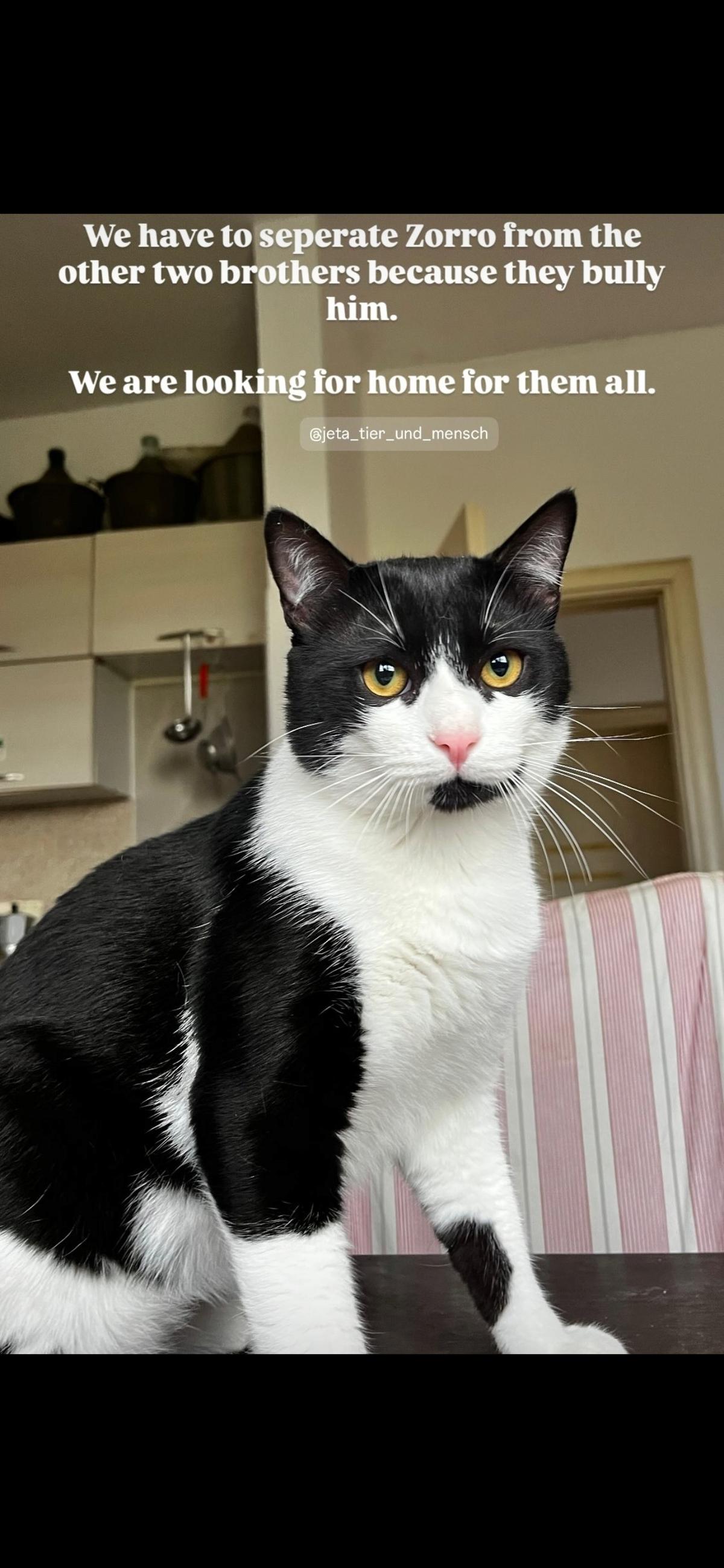 Zorro (1) unser schüchterner Kater sucht ein Zuhause – Katze Hauskatze (Mischling) sucht ein Zuhause in Durrës