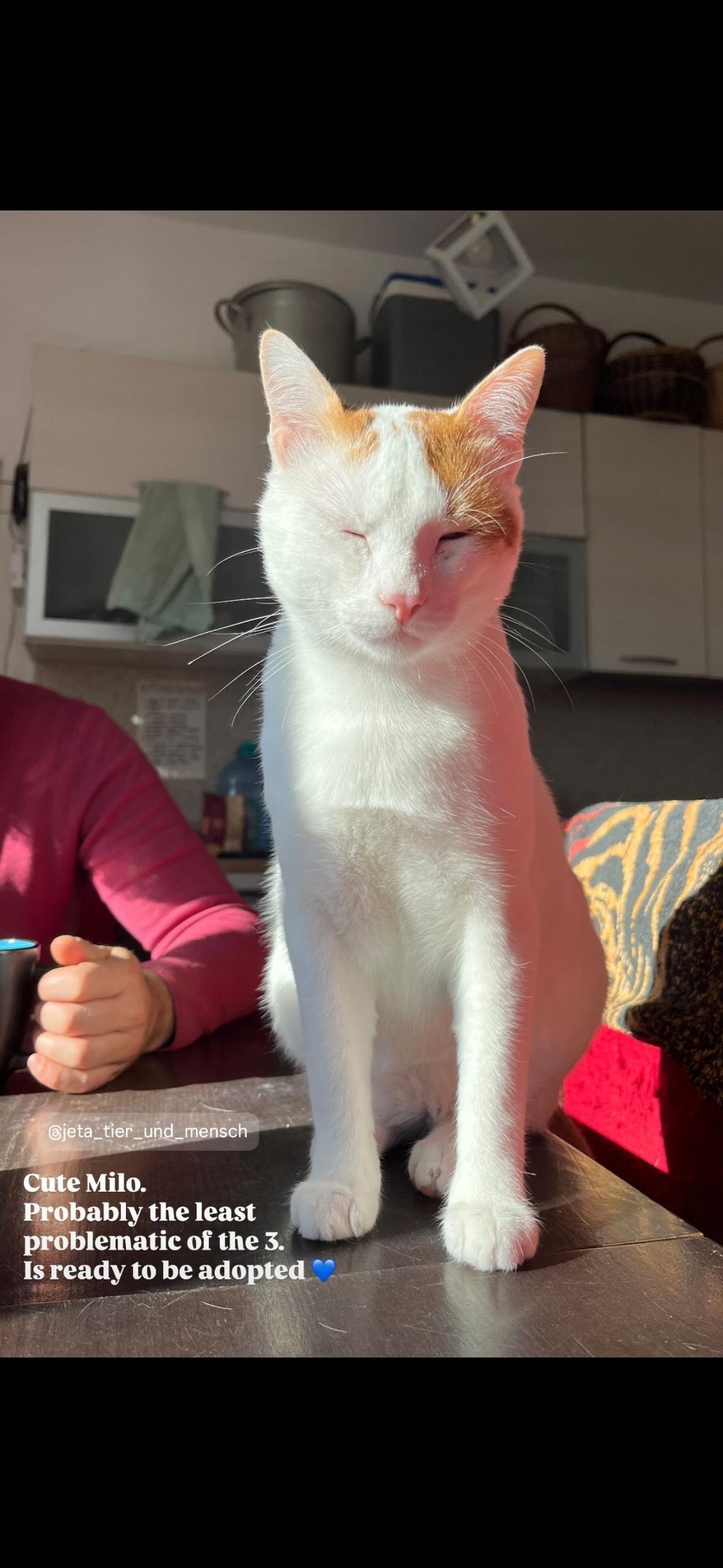 Milo (1) unser gemütlicher, sehr sozialer Kater, sucht ein Zuhause – Katze Hauskatze (Mischling) sucht ein Zuhause in Durrës