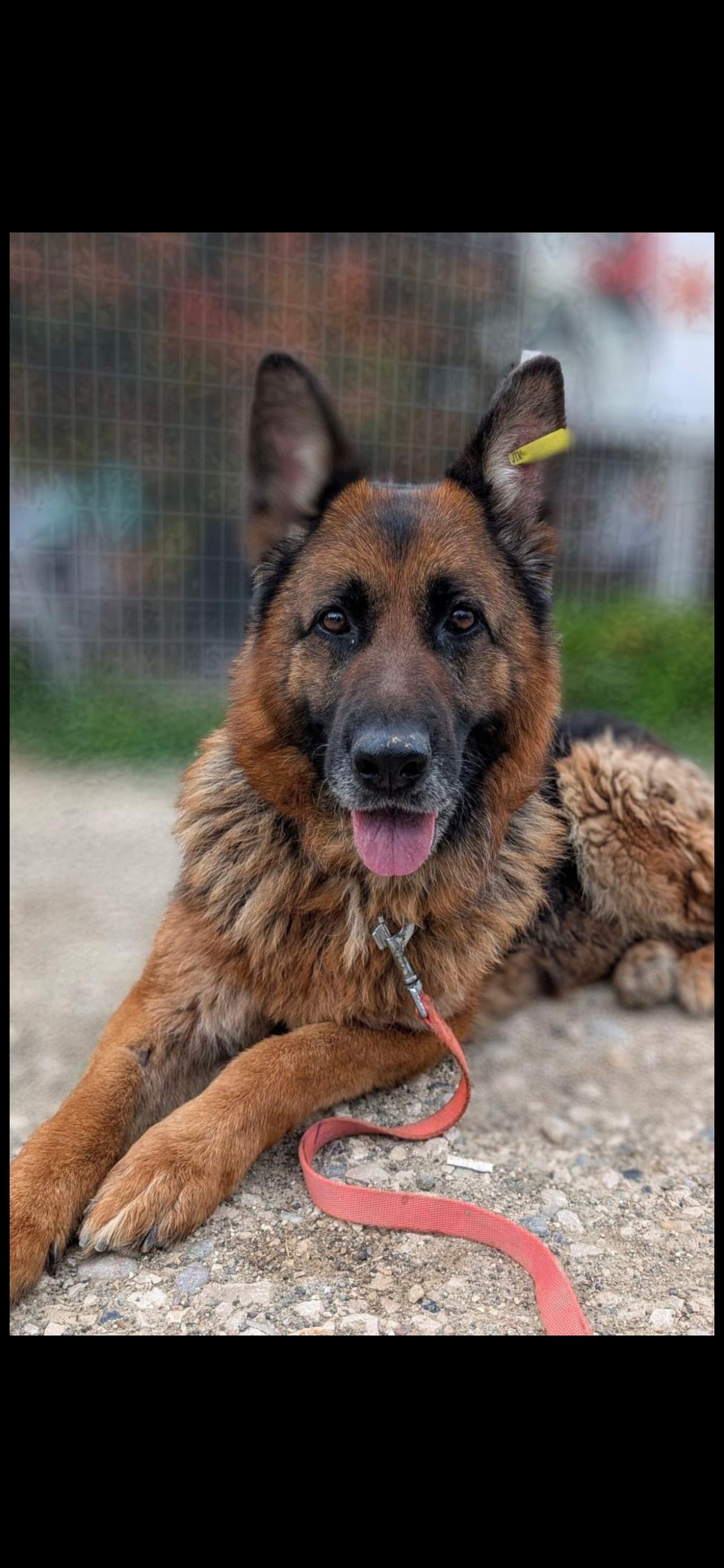 Schäferhündin Patsy (6) sucht ein Zuhause – Hund Schäferhund-Mix sucht ein Zuhause in Durrës