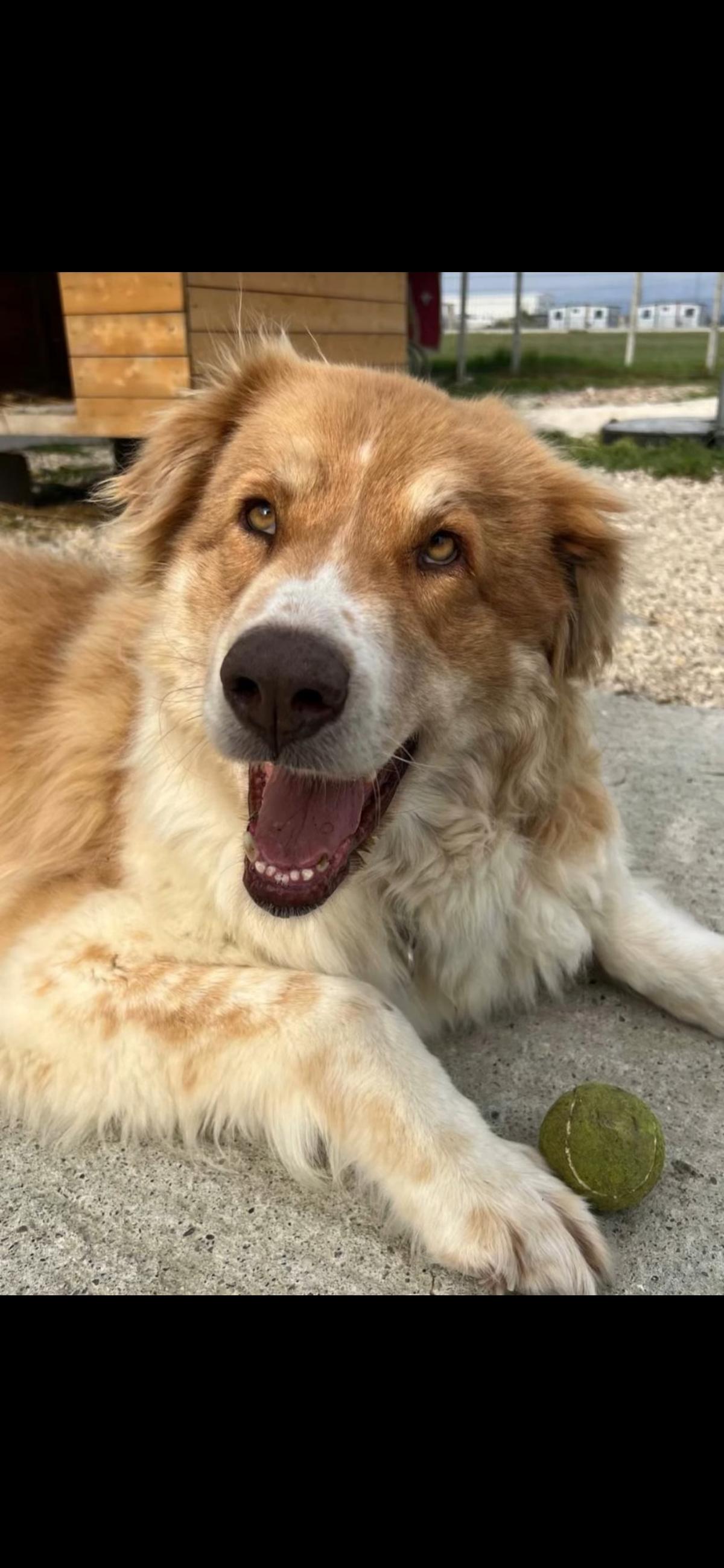 Luca (7) unser große Kuschelbär – Hund Mischling sucht ein Zuhause in Durrës
