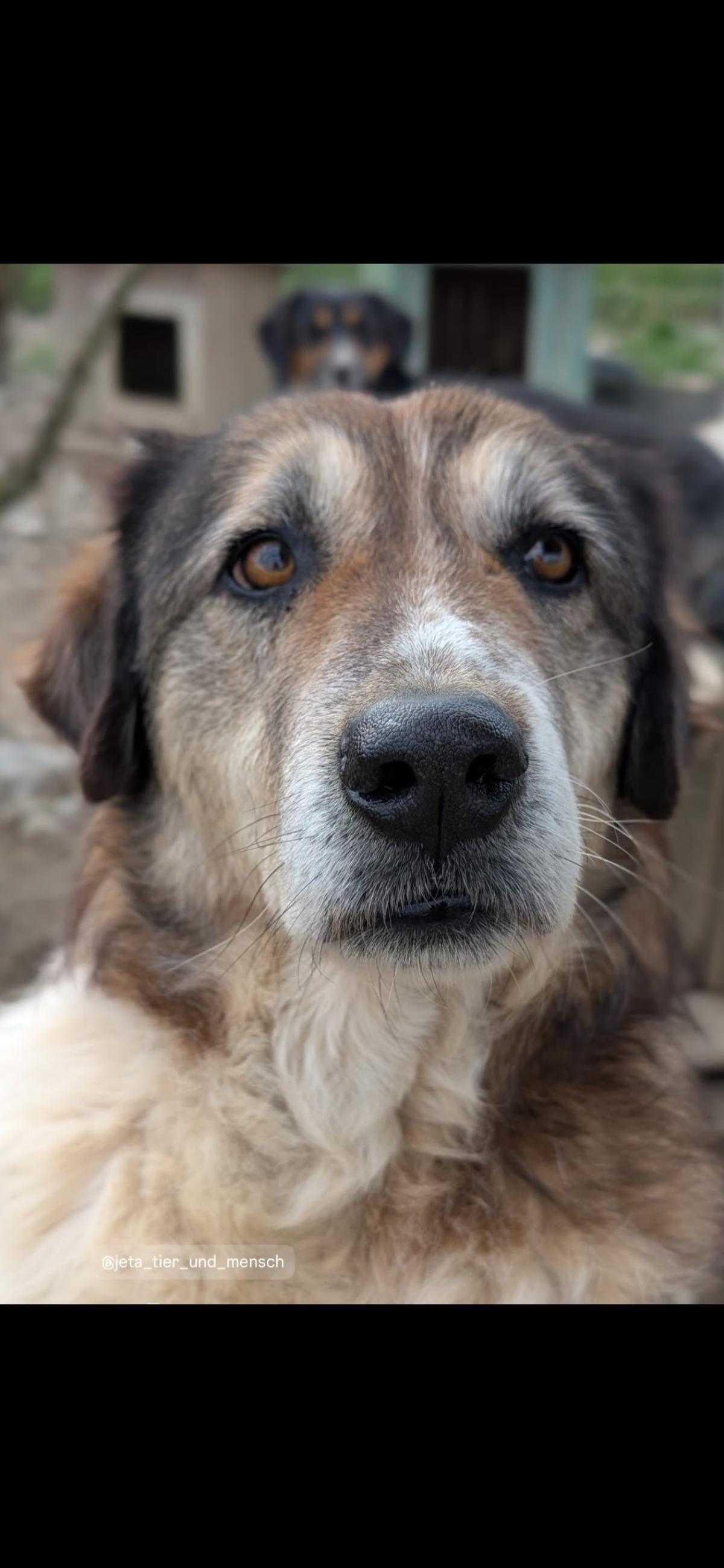 Drago (8/9) sucht ein gemütliches Plätzchen – Hund Mischling sucht ein Zuhause in Durrës