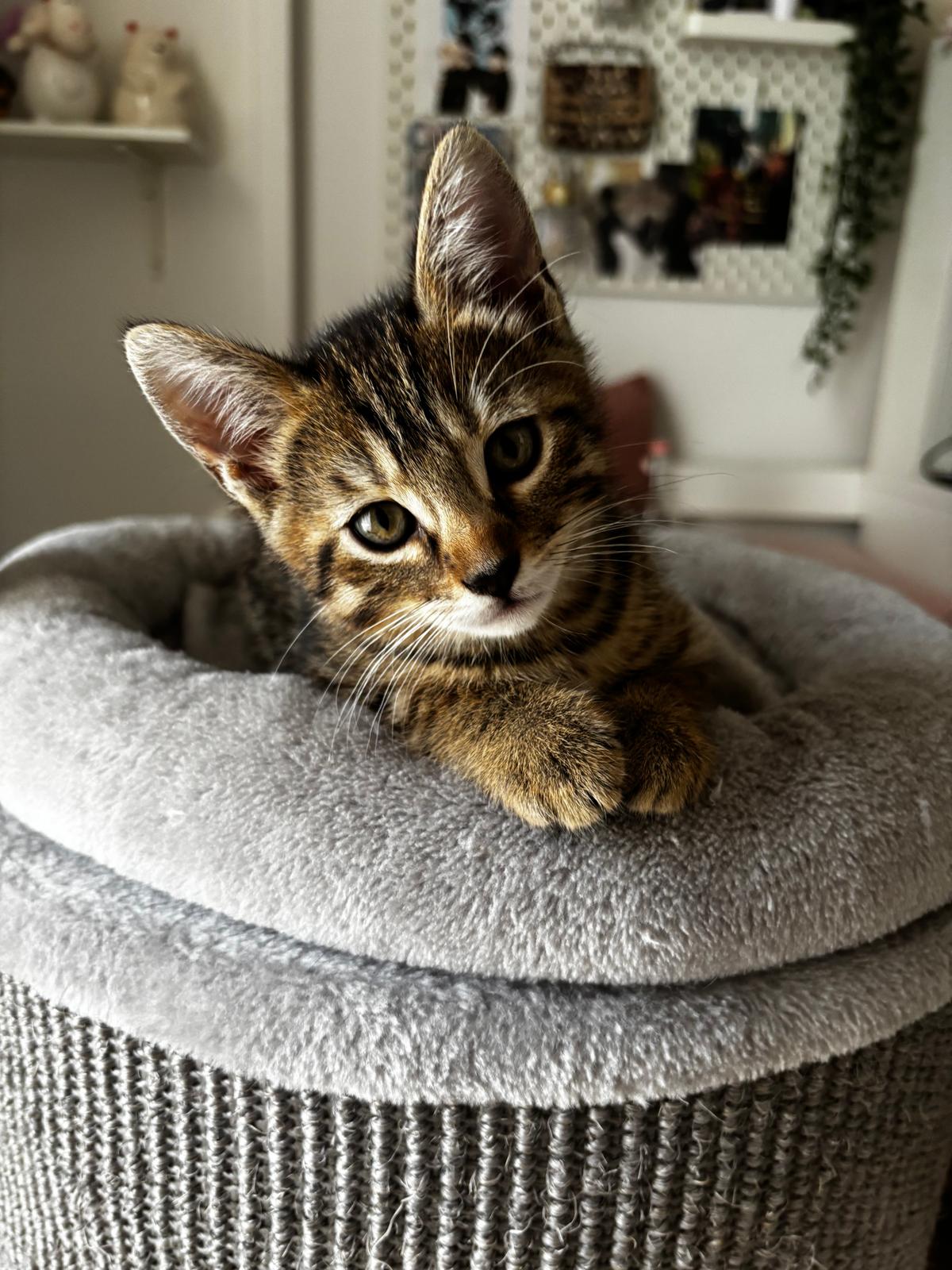 Bengal BKH mix kitten  – Katze sucht ein Zuhause in Berlin 