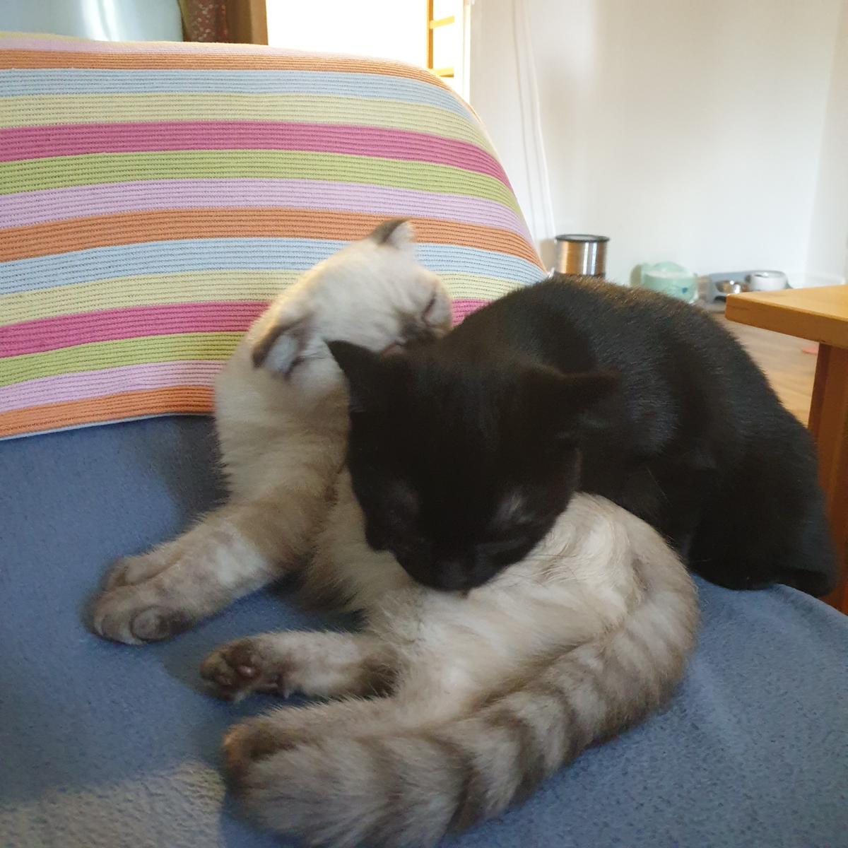 BKH 2 Kitten (W), 4 Monate, Geschwister - 450EUR für beide – Katze Britisch Kurzhaar sucht ein Zuhause in Friedberg (Hessen)