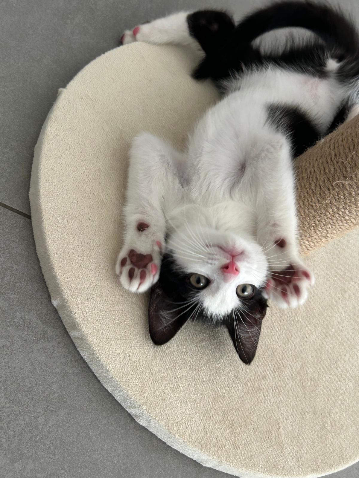 Verschmuster kleiner EKH Kitten sucht liebevolles Zuhause (Austattung inklusive) – Katze sucht ein Zuhause in Hamm