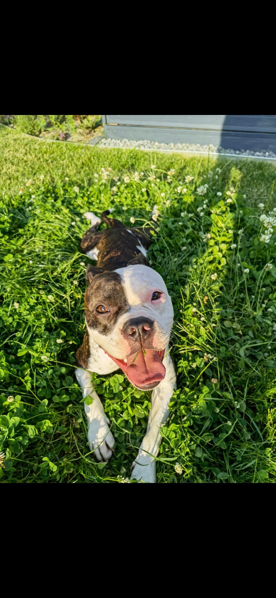 Wundervoller und sportlicher Mix Rüde – Hund Französische Bulldogge sucht ein Zuhause in Kirchlinteln