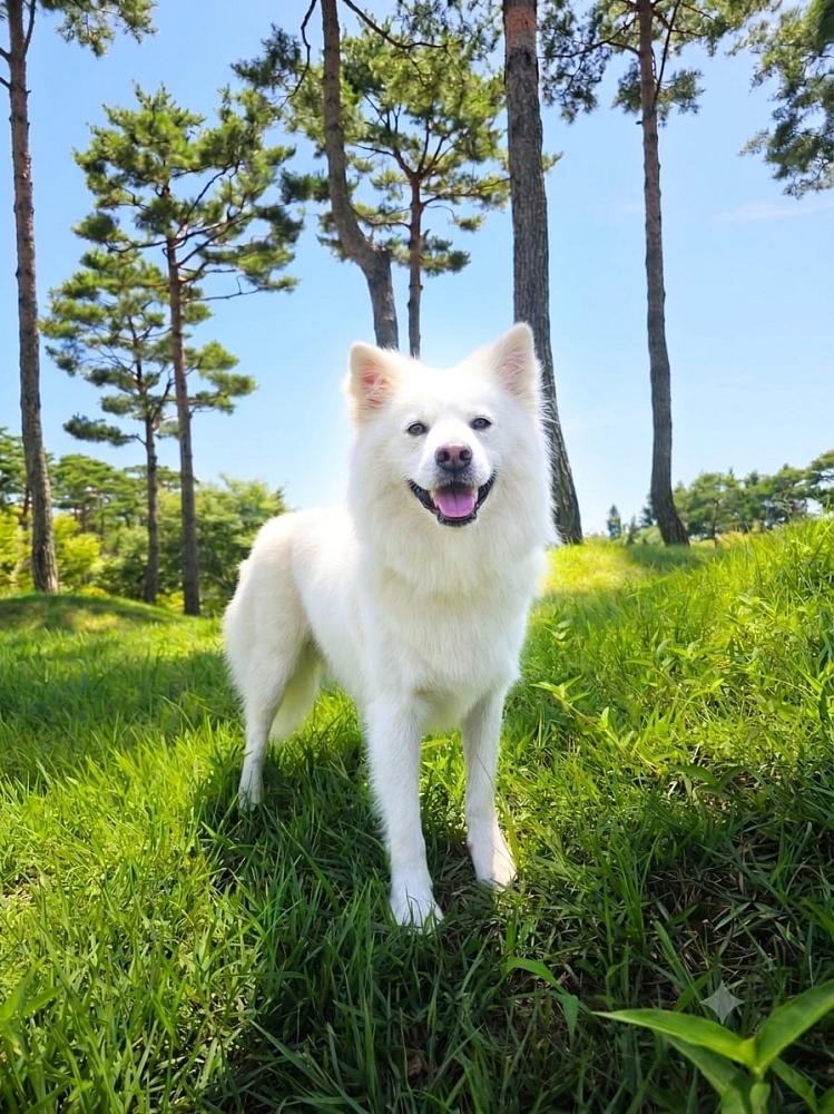 Bitna sucht ein Zuhause ♥ – Hund Japan-Spitz sucht ein Zuhause in Jeonbuk-do (Süd Korea)