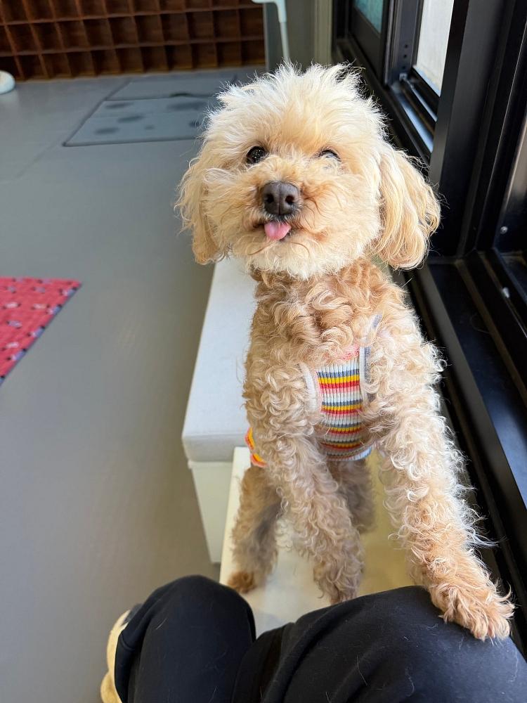 Süße Queen sucht ein Zuhause – Hund Pudel sucht ein Zuhause in Südkorea