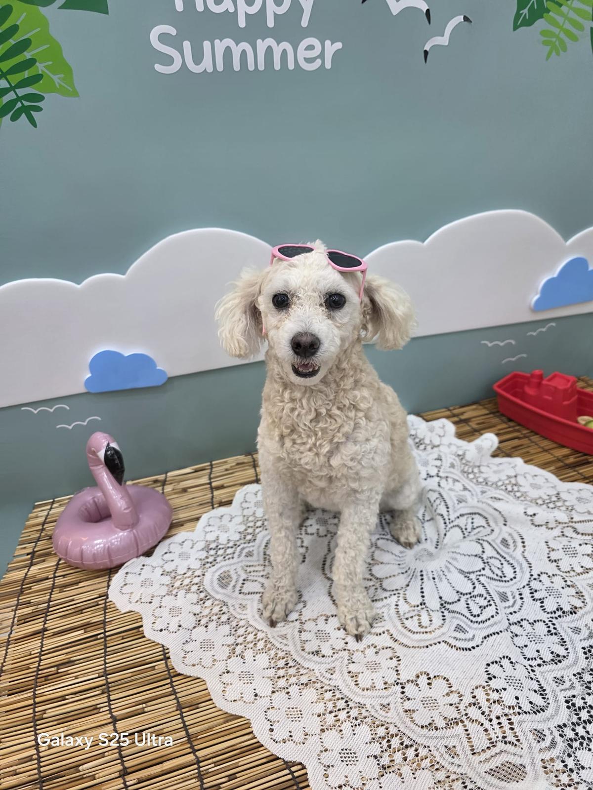 Soi sucht Zuhause ♥ – Hund Pudel sucht ein Zuhause in  Jeonbuk-do (Süd Korea)