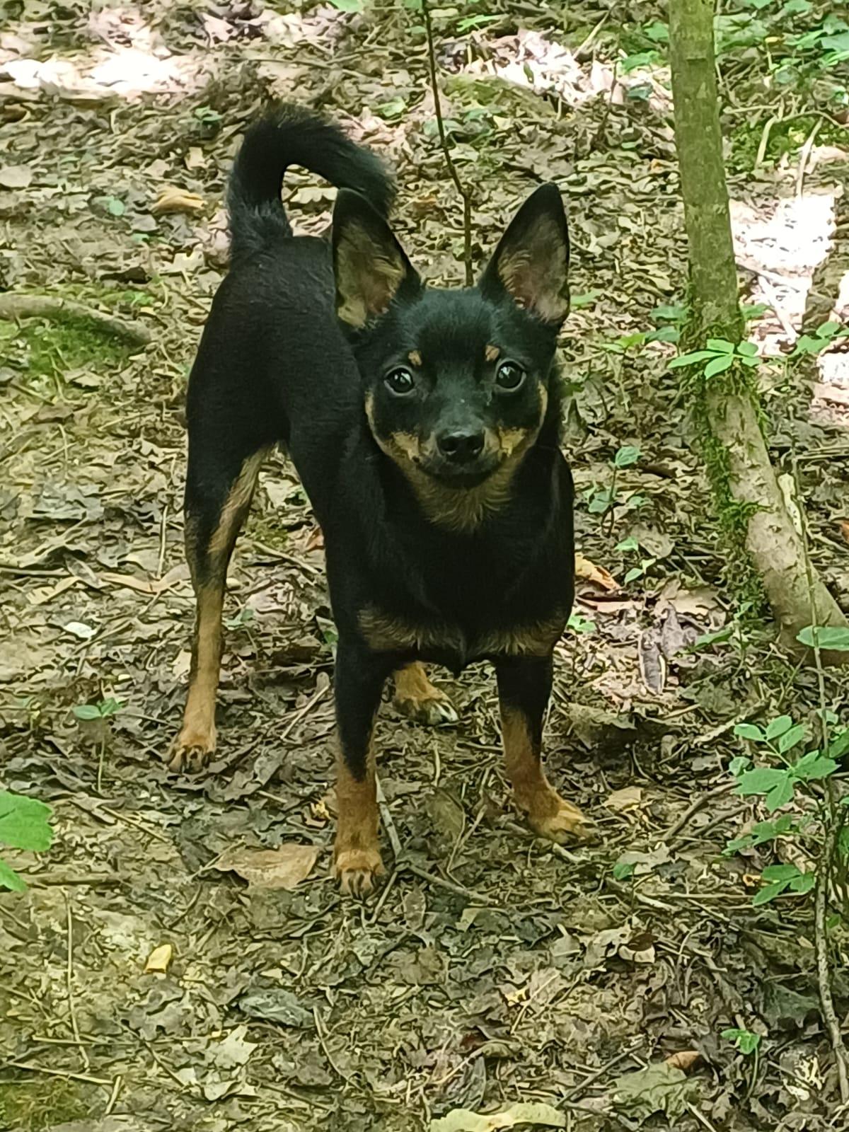 Luna - kleines Hundemädchen sucht großes Glück – Hund Mischling sucht ein Zuhause in Bergisch-Gladbach