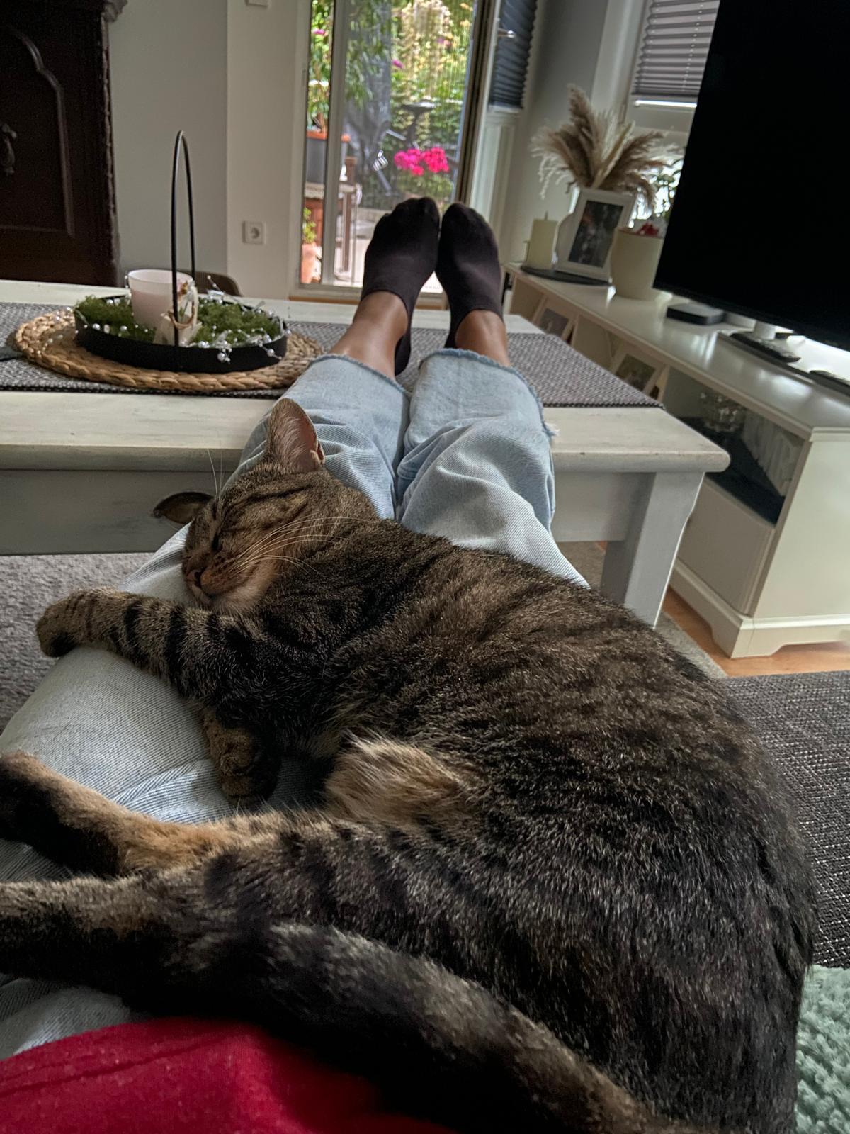 Freigänger Katze sucht neues Zuhause in liebevoller Gesellschaft  – Katze Hauskatze (Mischling) sucht ein Zuhause in Halle