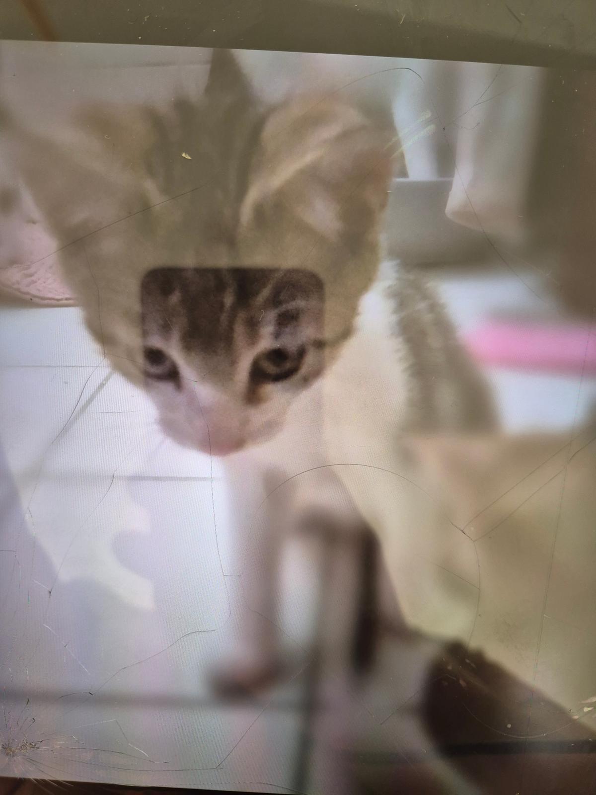Kitten abzugeben – Katze Hauskatze (Mischling) sucht ein Zuhause in Magdeburg 