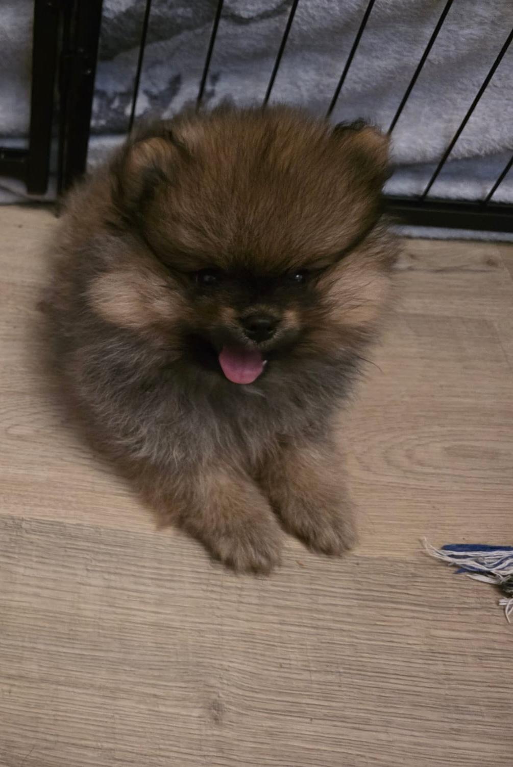 Zwergspitz Welpe – Hund Pomeranian sucht ein Zuhause in Niederkassel