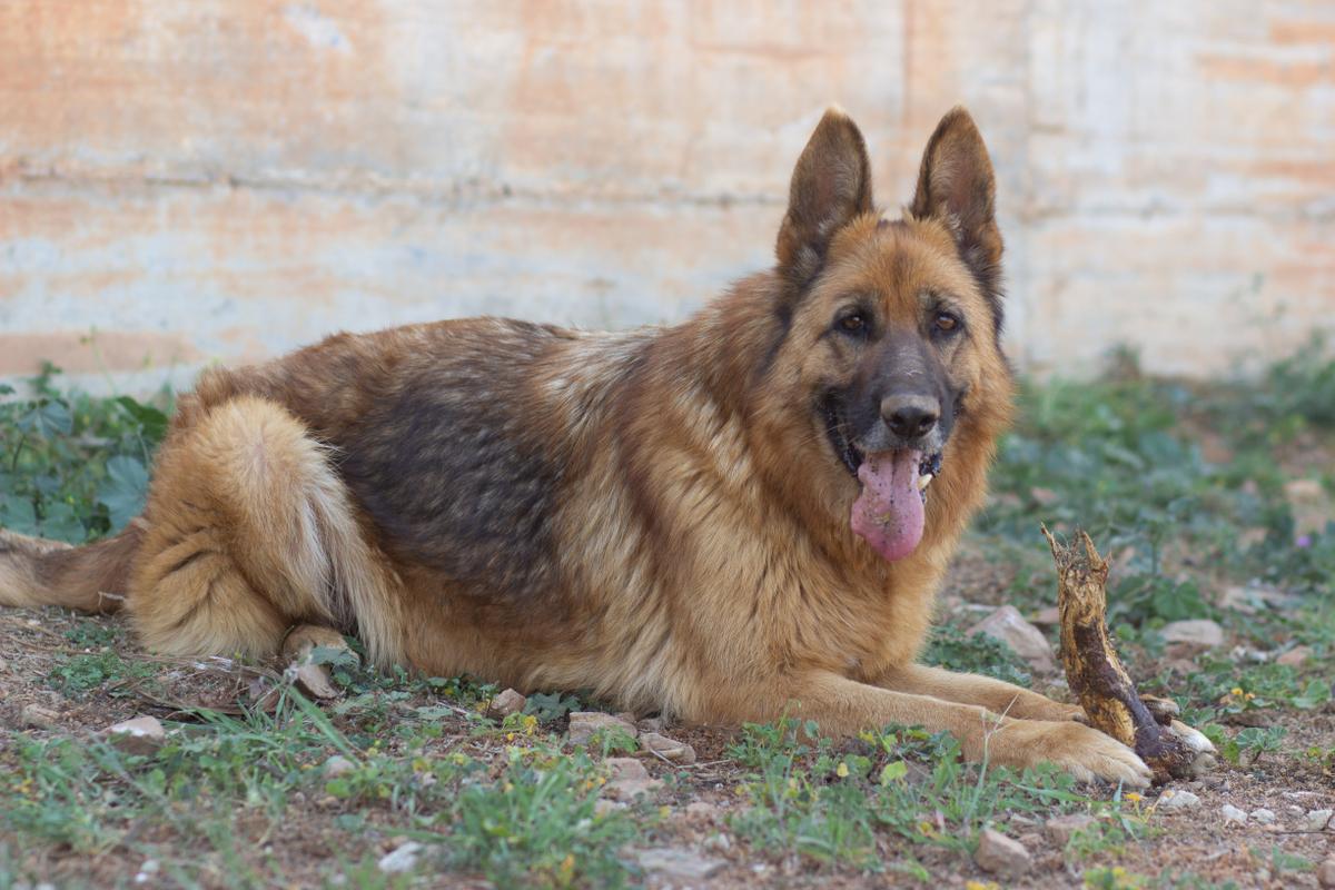 Herzensdame BLANCA wartet auf DICH – Hund Deutscher Schäferhund sucht ein Zuhause in Grevenbroich