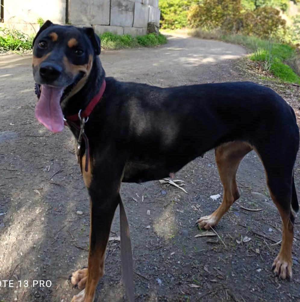 MAWI sucht ihr Für-Immer-Körbchen – Hund Mischling sucht ein Zuhause in Grevenbroich