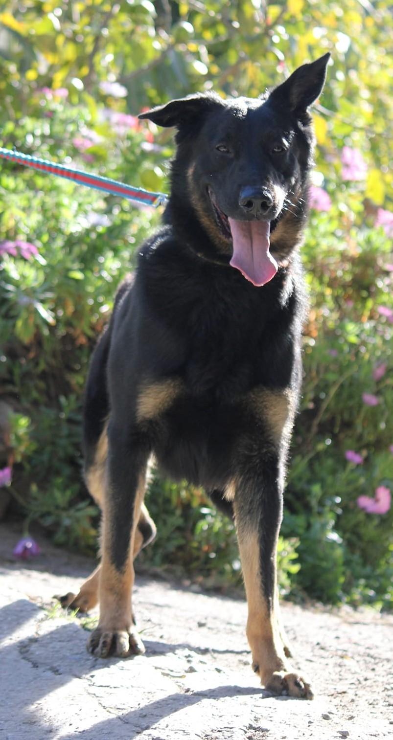 Liebenswerter BRUNO sucht dich zum Kuscheln – Hund Mischling sucht ein Zuhause in Grevenbroich