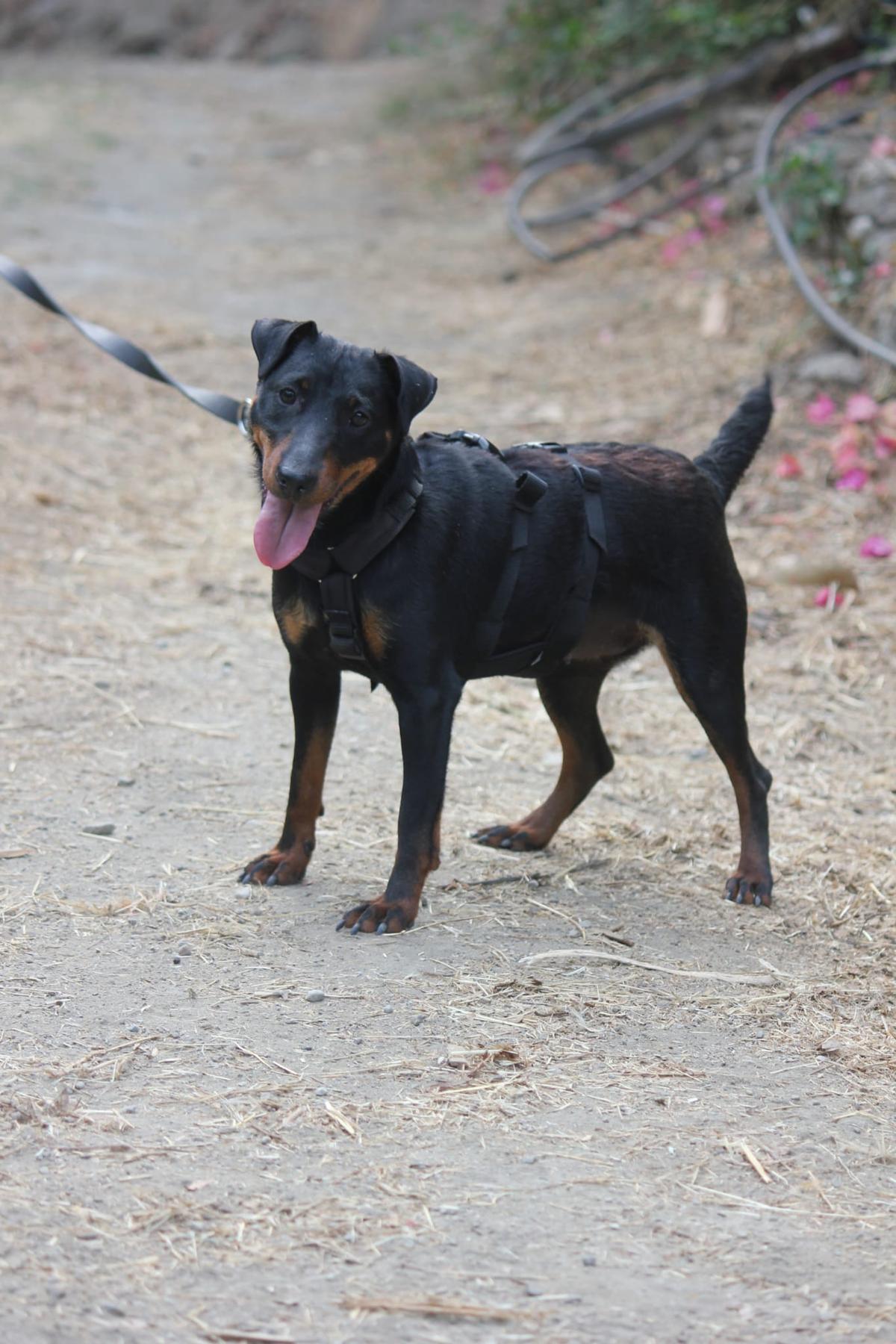 OLIVE möchte ihr Familie finden – Hund Deutscher Pinscher sucht ein Zuhause in Grevenbroich