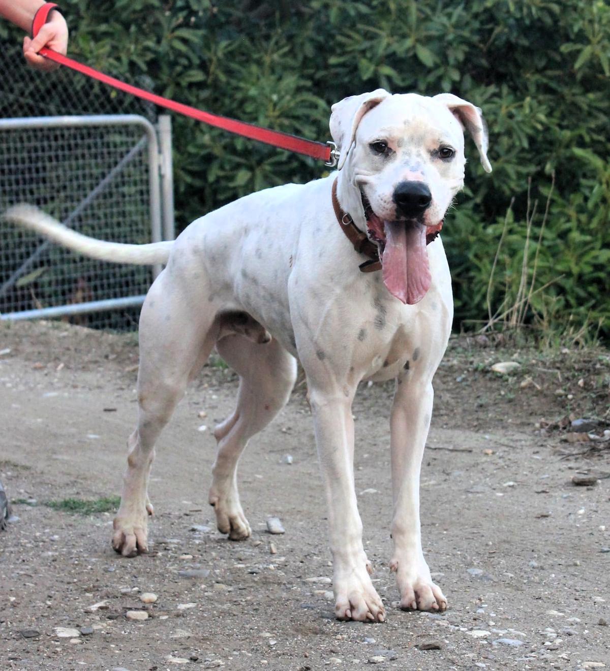 IVAR sportlicher Riese sucht einen Buddy – Hund Mischling sucht ein Zuhause in Grevenbroich
